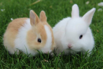 Best Bunny Group Thumbnail