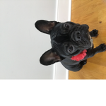 Frenchie people
