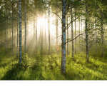 Forest Into The Wild