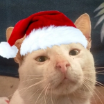 Let me borrow Your Cat