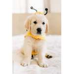 Comfy’s butterflies