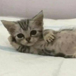 [ Content Deleted 34104102 ]