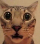 !pookiez :3