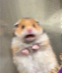 HAMSTERS CLOSET