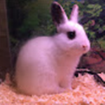 Bunny Island Paradise