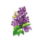 Lilac Clothing Studios