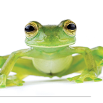 Frog Family lol