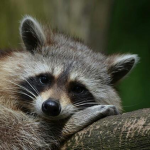 Raccoons Agency