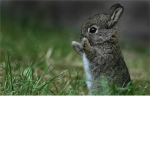 ~bunny lovers~