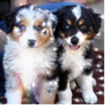 Puppy Paridise!