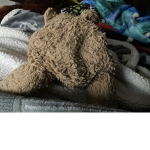 Bear but