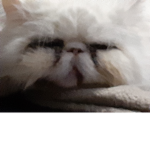 Persians rule!!