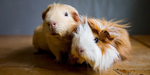 Guinea pig lovers only!