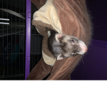 #oli