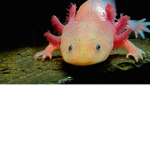 itchy axolotles