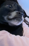 Cotton_ball