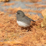 Runt Nest
