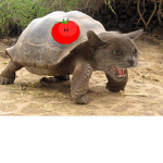 TurtleCats Army
