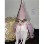 XO.Kitty