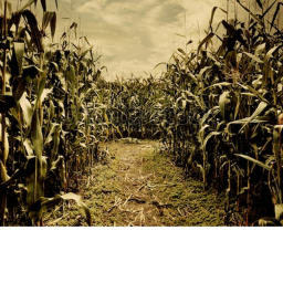 The Crops