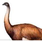 the largest aves