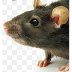 Rat palace