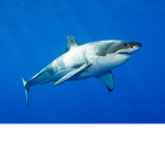 The amazing sharks
