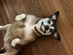 Woggy_fan_group
