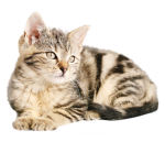 meowko'