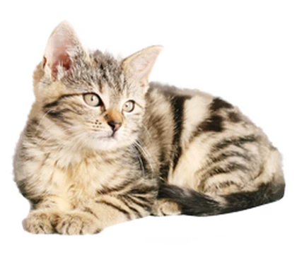 meowko' Roblox group icon