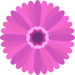 The Pink Gerbera