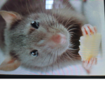 Rats united Reborn