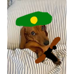 Dachshund combat/ hangout