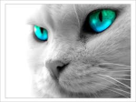Warrior cats Lifeclan