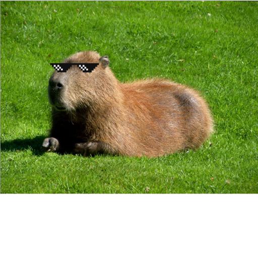 Capybara