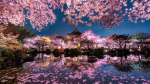 ~Anime Blossoms~
