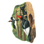 World Biodiversity
