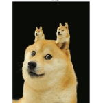 The true doge club