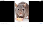 FLAMINGO FANS ONLY AND RATS ONLY