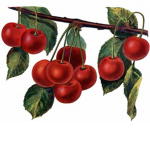 The Official Team Cherry
