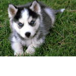 The puppy lands
