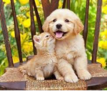 animal friends :) <3
