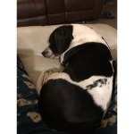 Doggo hang out