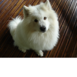 Doggys are the best