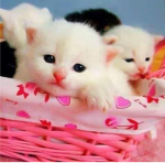 Kitcats kittens