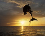 Dolphin likers