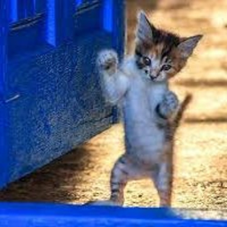 be chased by a cat