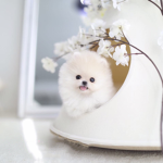DogsAreTheBest