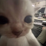 Multivibez