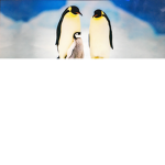PjPenguin